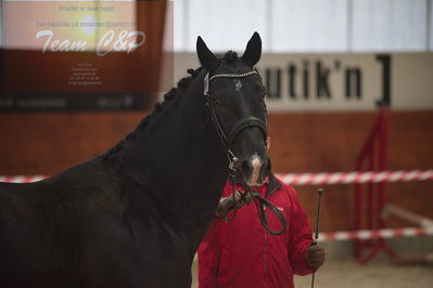 oldenborg kåring 2020
hingste løsspringning,under rytter
Nøgleord: højrups oreo