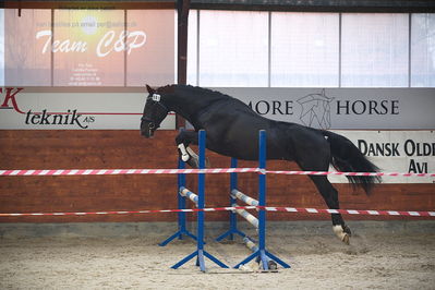 oldenborg kåring 2020
hingste løsspringning,under rytter
Nøgleord: højrups oreo