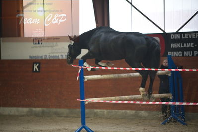 oldenborg kåring 2020
hingste løsspringning,under rytter
Nøgleord: højrups oreo