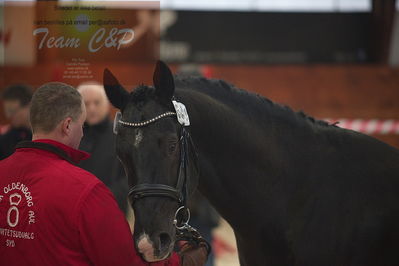 oldenborg kåring 2020
hingste løsspringning,under rytter
Nøgleord: højrups oreo