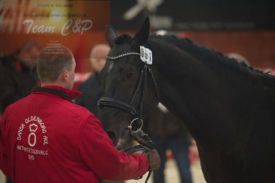 oldenborg kåring 2020
hingste løsspringning,under rytter
Nøgleord: højrups oreo