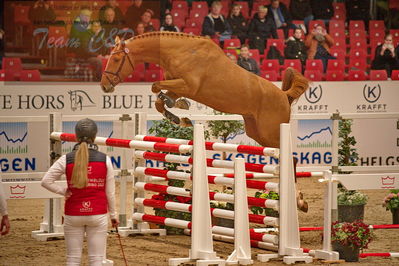 Dansk varmblod hingstekåring.
løsspringning
Nøgleord: casper ask