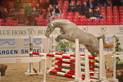 Dansk varmblod hingstekåring.
løsspringning
Nøgleord: cornet's cormint