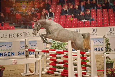 Dansk varmblod hingstekåring.
løsspringning
Nøgleord: cornet's cormint