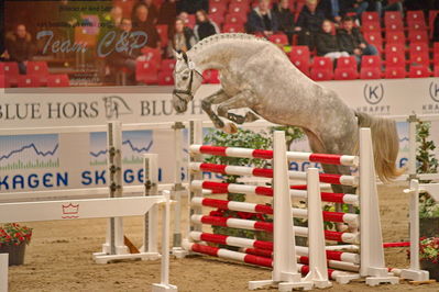 Dansk varmblod hingstekåring.
løsspringning
Nøgleord: cordento II dwb