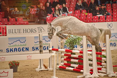 Dansk varmblod hingstekåring.
løsspringning
Nøgleord: cordento II dwb