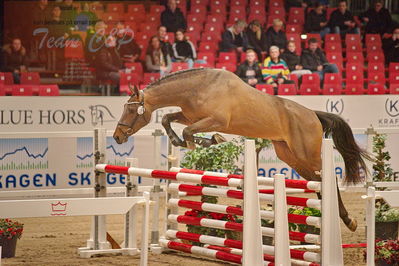 Dansk varmblod hingstekåring.
løsspringning
Nøgleord: covington li