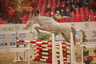 Dansk varmblod hingstekåring.
løsspringning
Nøgleord: quinto ask