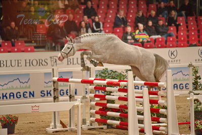 Dansk varmblod hingstekåring.
løsspringning
Nøgleord: quinto ask