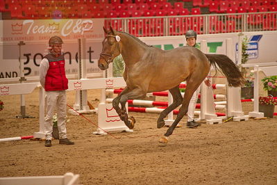 Dansk varmblod hingstekåring.
løsspringning
Nøgleord: fernando hh