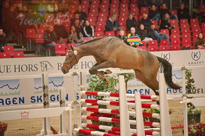 Dansk varmblod hingstekåring.
løsspringning
Nøgleord: fernando hh