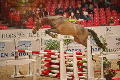 Dansk varmblod hingstekåring.
løsspringning
Nøgleord: fernando hh