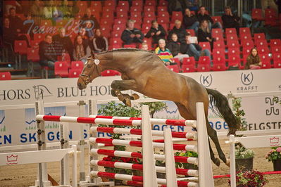 Dansk varmblod hingstekåring.
løsspringning
Nøgleord: fernando hh