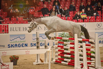 Dansk varmblod hingstekåring.
løsspringning
Nøgleord: fontarney