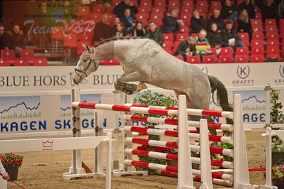 Dansk varmblod hingstekåring.
løsspringning
Nøgleord: fontarney