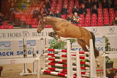 Dansk varmblod hingstekåring.
løsspringning
Nøgleord: go for love