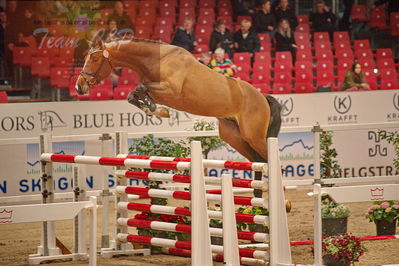 Dansk varmblod hingstekåring.
løsspringning
Nøgleord: go for love