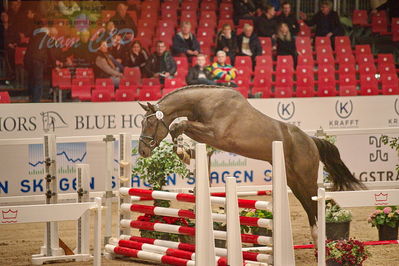 Dansk varmblod hingstekåring.
løsspringning
Nøgleord: gracieux h.a.p