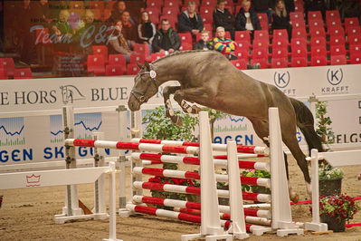 Dansk varmblod hingstekåring.
løsspringning
Nøgleord: gracieux h.a.p