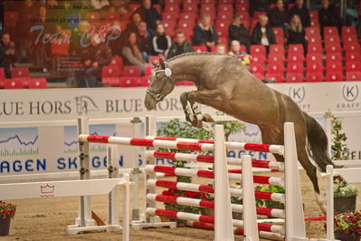Dansk varmblod hingstekåring.
løsspringning
Nøgleord: gracieux h.a.p