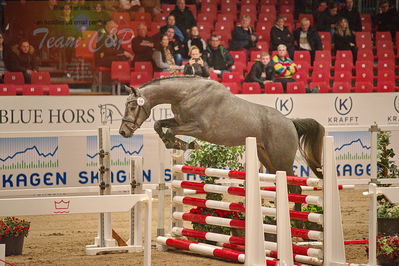Dansk varmblod hingstekåring.
løsspringning
Nøgleord: hubert