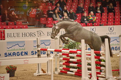 Dansk varmblod hingstekåring.
løsspringning
Nøgleord: hubert