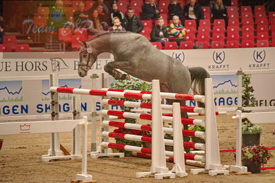 Dansk varmblod hingstekåring.
løsspringning
Nøgleord: hubert