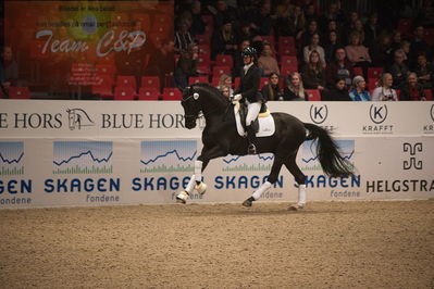 Dansk varmblod hingstekåring.
4års hingste præsentation
