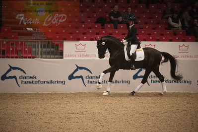 Dansk varmblod hingstekåring.
4års hingste præsentation
