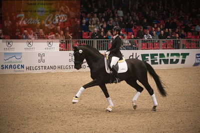 Dansk varmblod hingstekåring.
4års hingste præsentation
Nøgleord: special blend 3