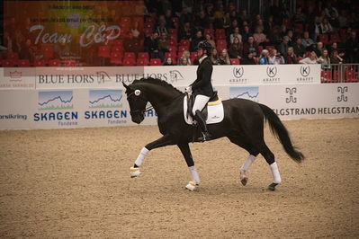 Dansk varmblod hingstekåring.
4års hingste præsentation
Nøgleord: special blend 3