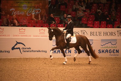Dansk varmblod hingstekåring.
4års hingste præsentation
Nøgleord: duke;jan møller Christensen