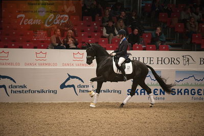 Dansk varmblod hingstekåring.
4års hingste præsentation
Nøgleord: blue hors zackorado