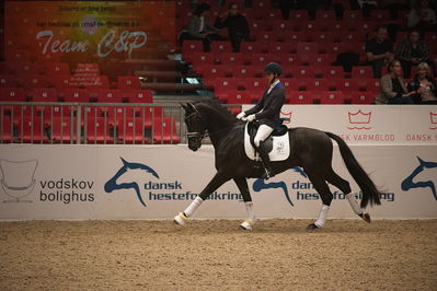 Dansk varmblod hingstekåring.
4års hingste præsentation
Nøgleord: blue hors zackorado