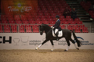 Dansk varmblod hingstekåring.
4års hingste præsentation
Nøgleord: blue hors zackorado