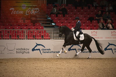 Dansk varmblod hingstekåring.
4års hingste præsentation
Nøgleord: blue hors zackorado