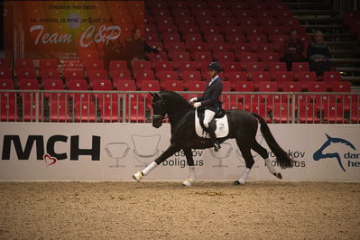 Dansk varmblod hingstekåring.
4års hingste præsentation
Nøgleord: blue hors zackorado