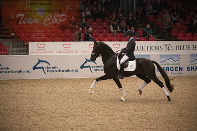 Dansk varmblod hingstekåring.
4års hingste præsentation
Nøgleord: blue hors zackorado