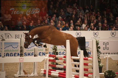 Dansk varmblod hingstekåring.
løssprngning 3års
