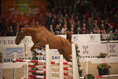 Dansk varmblod hingstekåring.
løssprngning 3års
Nøgleord: casper ask