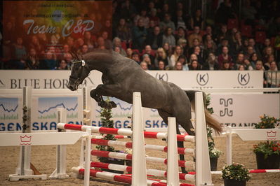 Dansk varmblod hingstekåring.
løssprngning 3års
Nøgleord: cornet's cormint