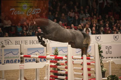 Dansk varmblod hingstekåring.
løssprngning 3års
Nøgleord: cornet's cormint