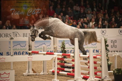 Dansk varmblod hingstekåring.
løssprngning 3års
Nøgleord: cordento II dwb