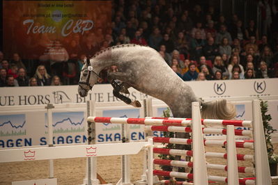 Dansk varmblod hingstekåring.
løssprngning 3års
Nøgleord: cordento II dwb