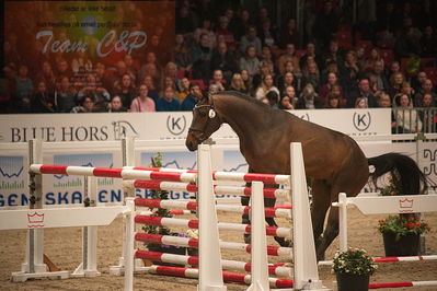 Dansk varmblod hingstekåring.
løssprngning 3års
Nøgleord: covington li