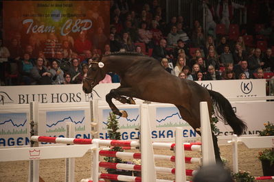 Dansk varmblod hingstekåring.
løssprngning 3års
Nøgleord: fernando hh