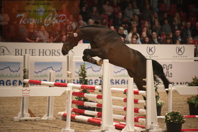 Dansk varmblod hingstekåring.
løssprngning 3års
Nøgleord: fernando hh