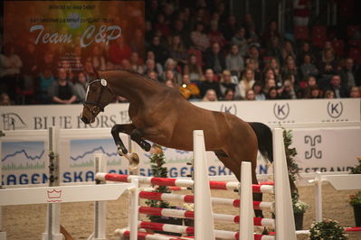 Dansk varmblod hingstekåring.
løssprngning 3års
Nøgleord: go for love