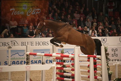 Dansk varmblod hingstekåring.
løssprngning 3års
Nøgleord: go for love