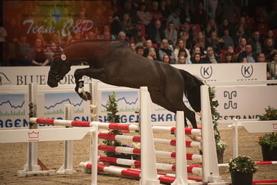 Dansk varmblod hingstekåring.
løssprngning 3års
Nøgleord: gracieux h.a.p